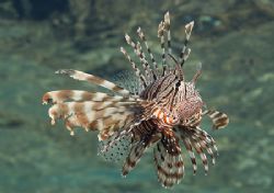 Lion fish hunting, very early in the
morning. Sharks bay... by Derek Haslam 